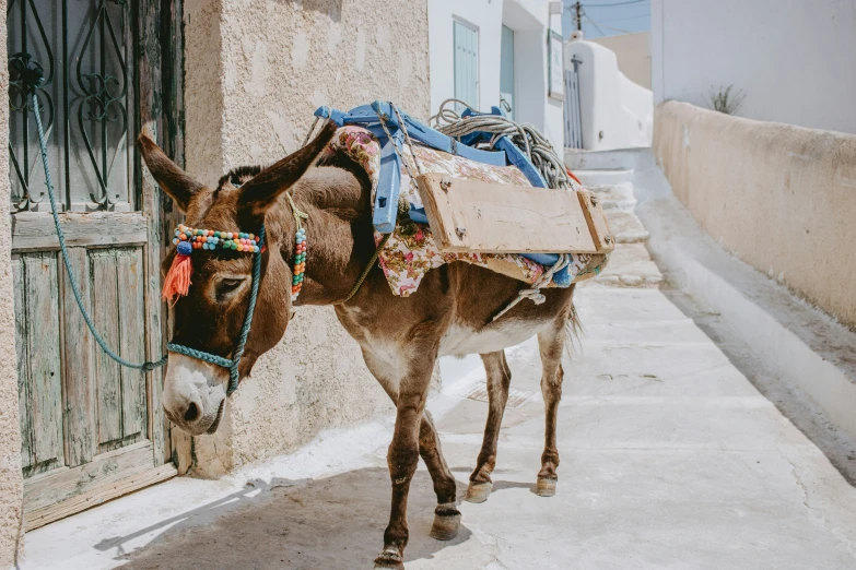 donkey in the village walking by a gate