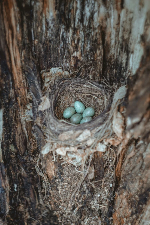 a bird nest filled with three green eggs