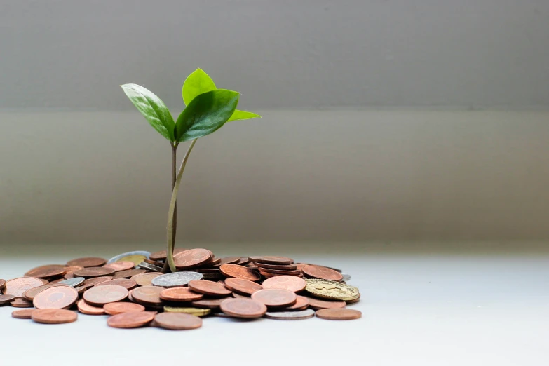 a small plant grows from a group of quarters