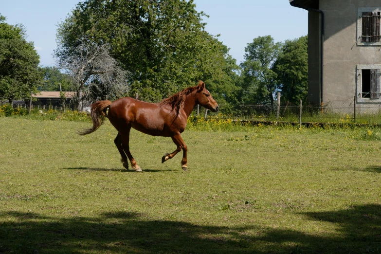 the horse is walking in the grass near an old building