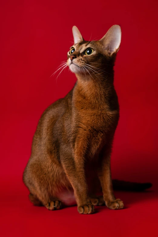 cat sitting on red backdrop with red background