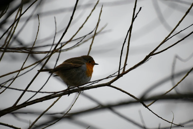 a little bird sitting on a bare tree