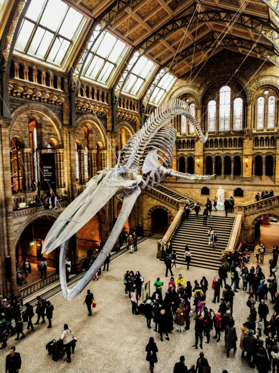 some people are standing near a huge fish skeleton