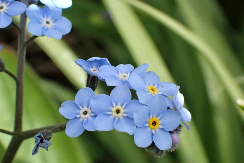 blue flowers with small yellow and white flowers on them