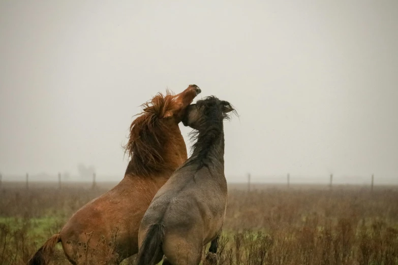 two horses are playing together in the grass