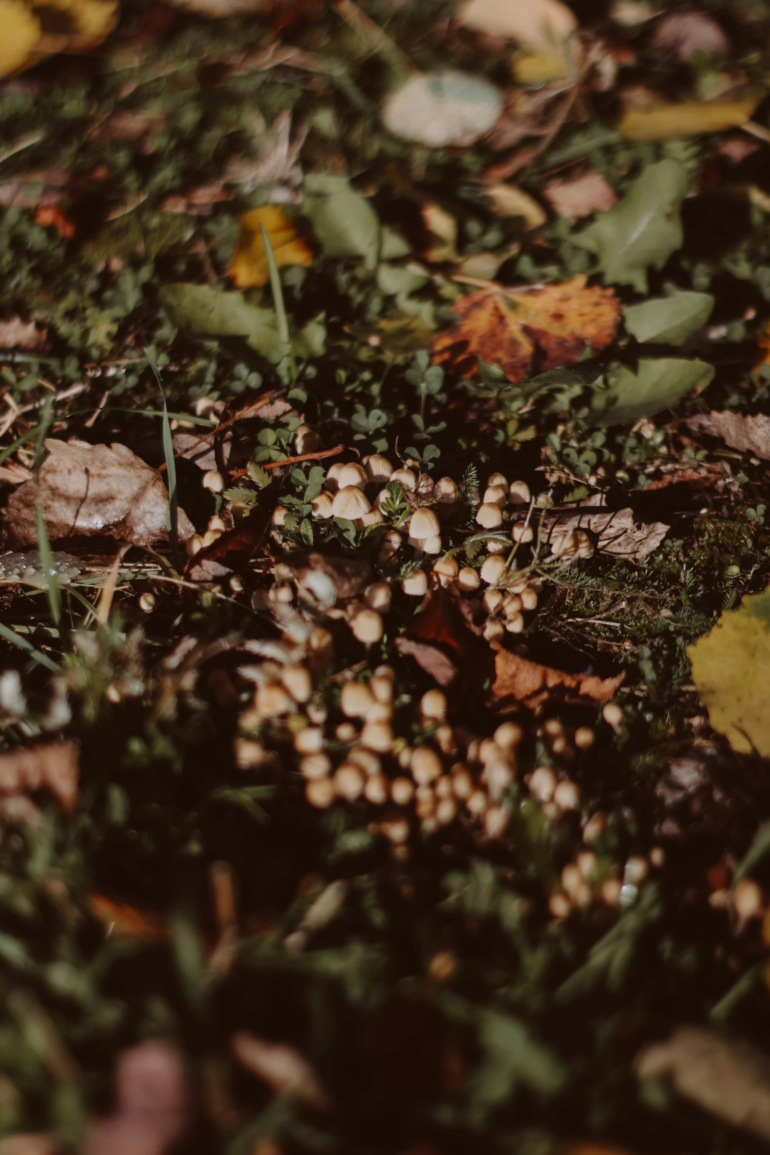 a bunch of leaf lying on the ground