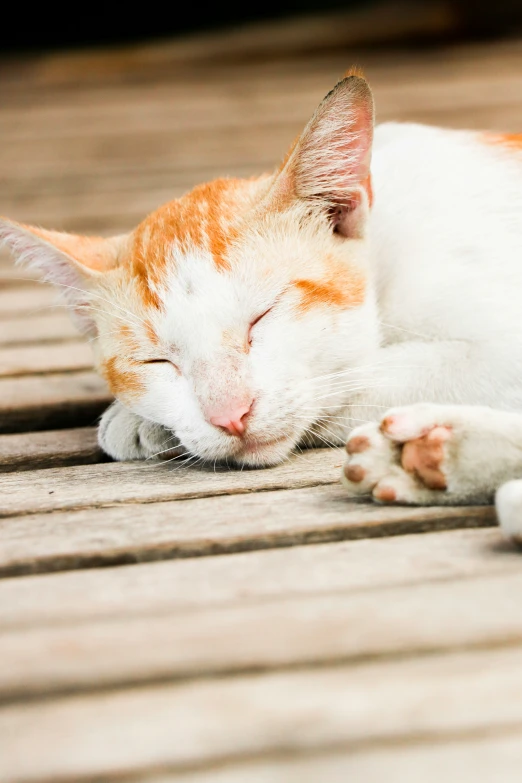 an orange and white cat sleeping on top of a wooden floor