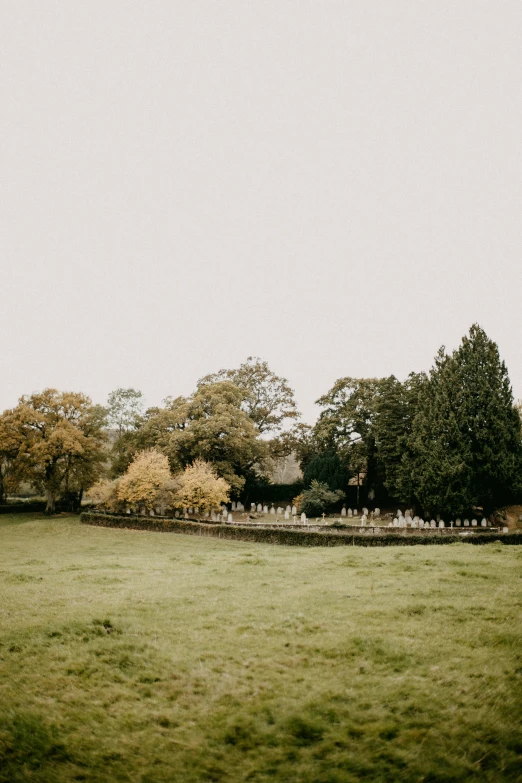 a lush green field surrounded by a long row of trees