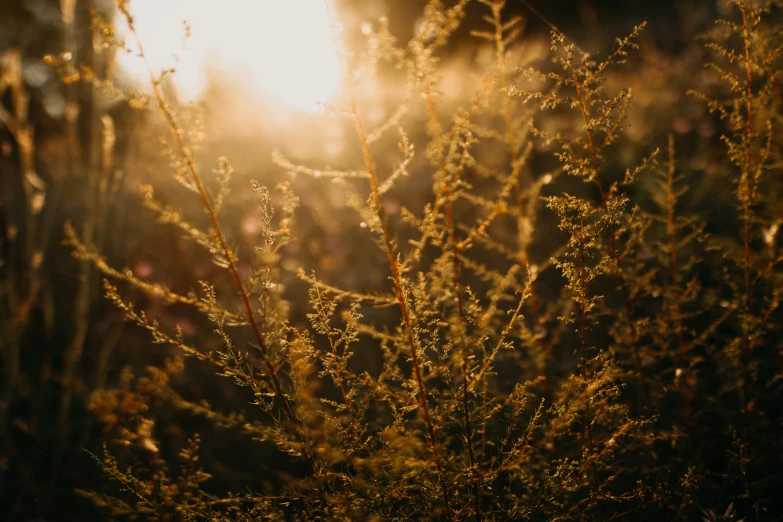 a bush with sun shining through it