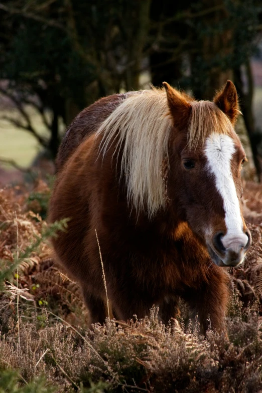 a close up of a horse in the brush