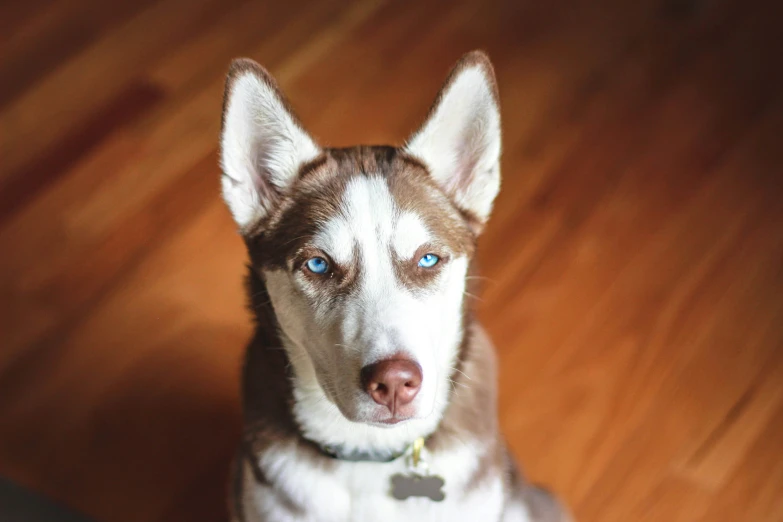 the brown and white dog has blue eyes