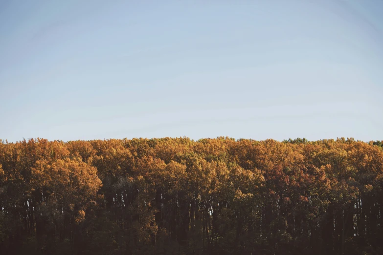 a group of trees and grass with a blue sky behind them