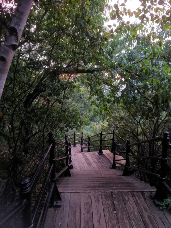 a view of the boardwalks in the forest, from within the trees