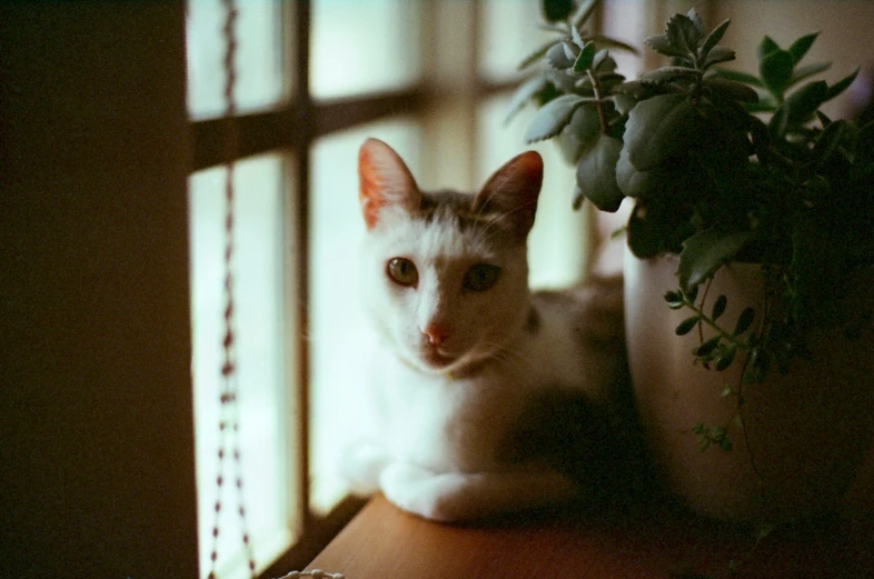 an image of a white cat that is sitting on the windowsill