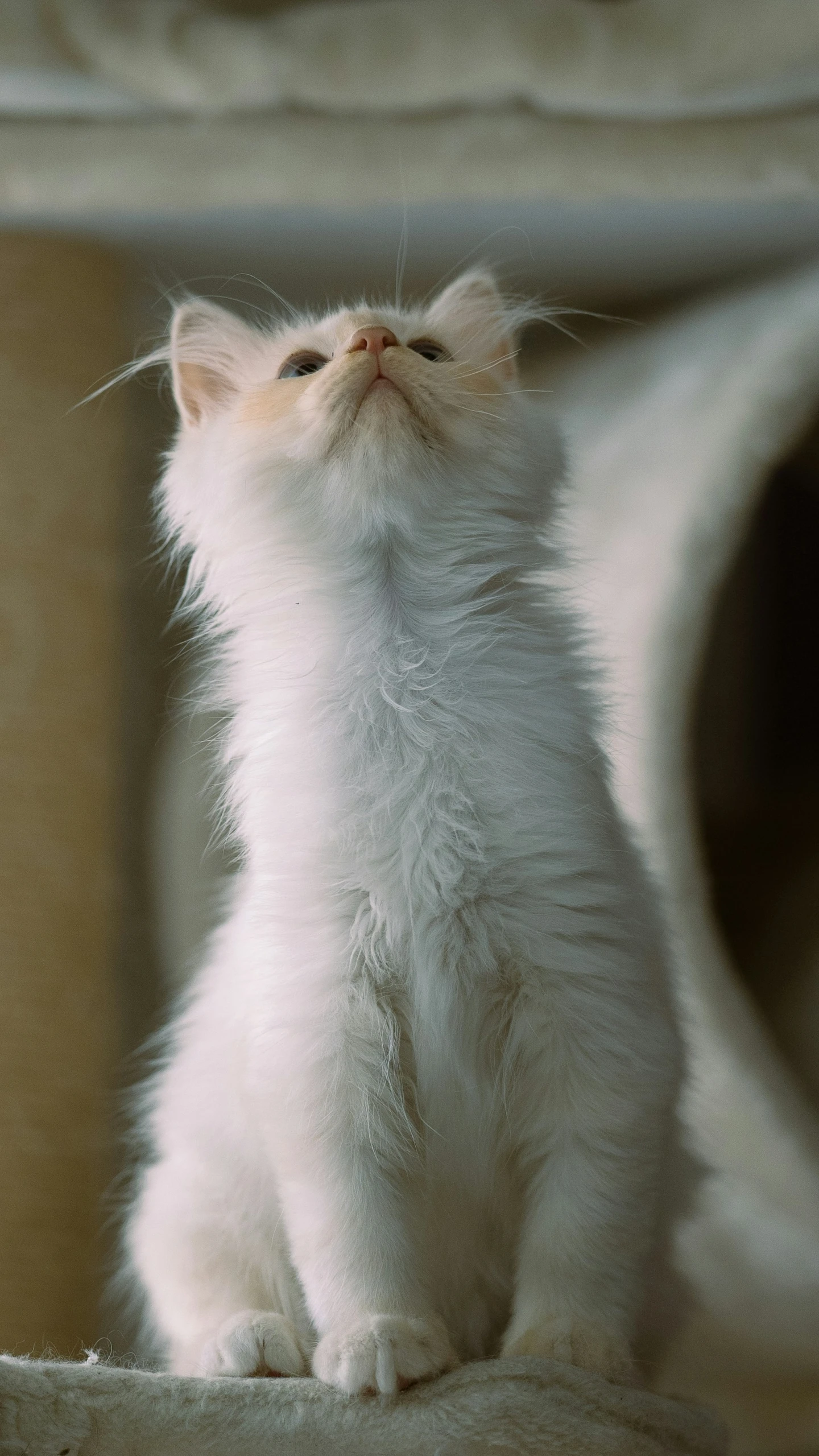 a kitten looks up while standing on top of soing