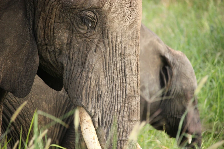 close up image of an elephant with one eye open