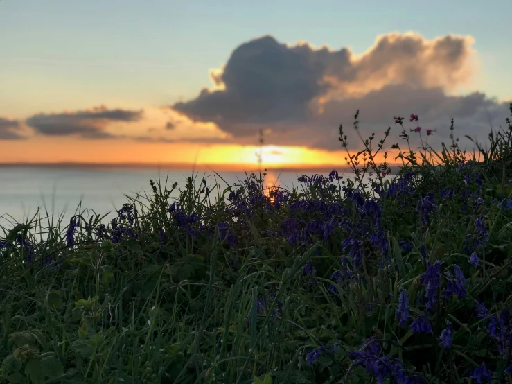 a sunset at the beach with the sky behind a field of purple flowers