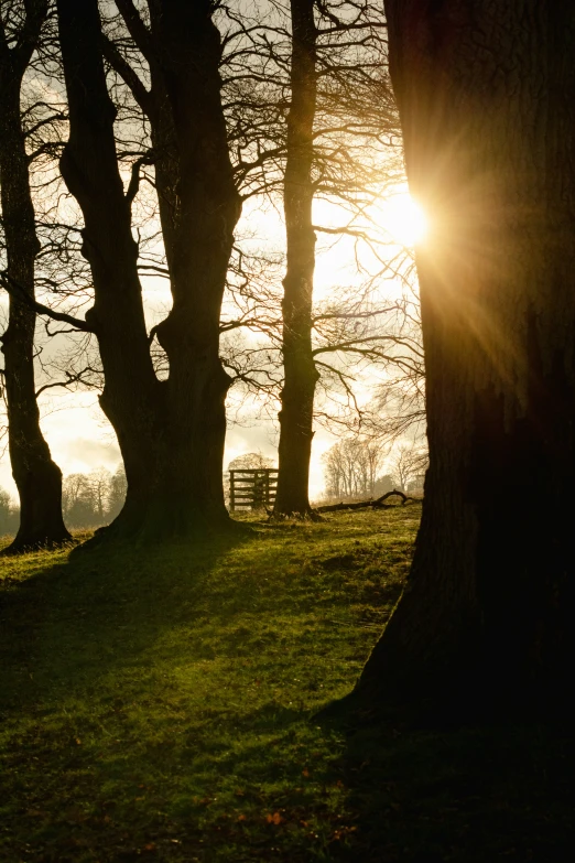 a bench in the shadows in the woods