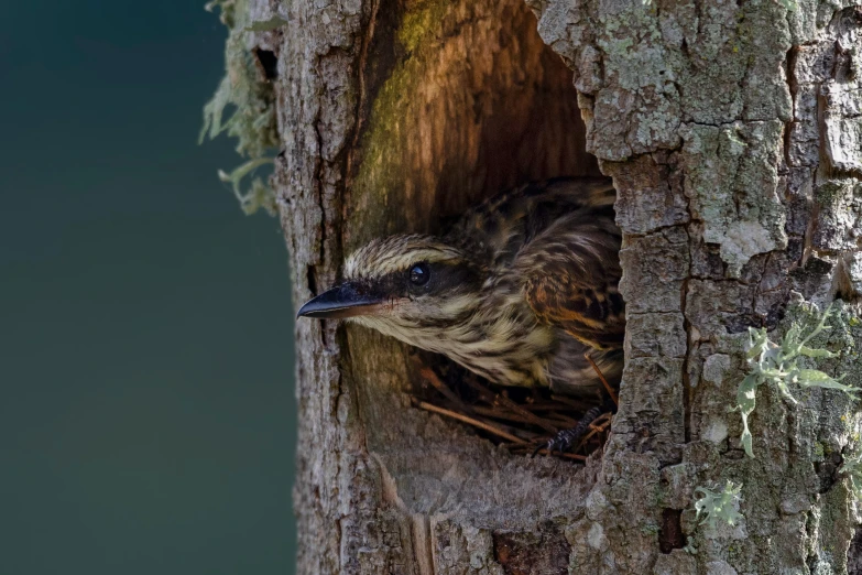 a bird peaking its head out of a hollow in the side of a tree