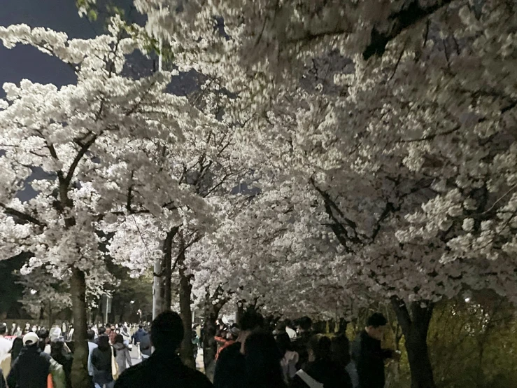 many people are standing outside and walking under the trees