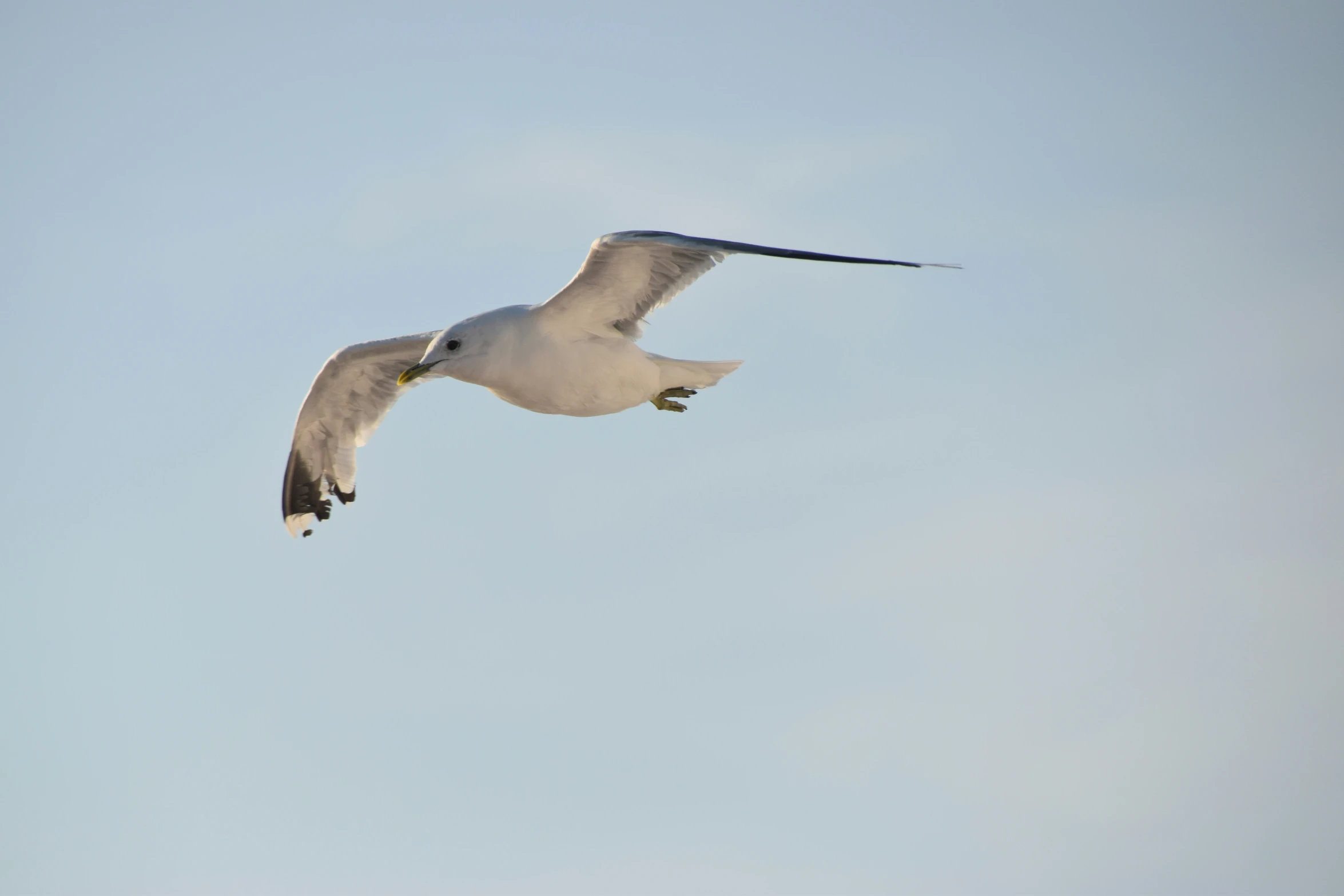 the bird is flying in the clear sky