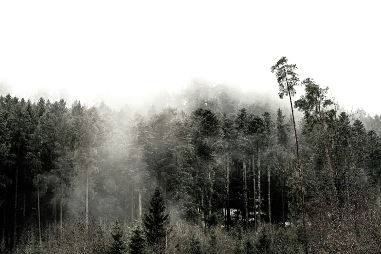 a forest is covered in thick fog and tree silhouettes