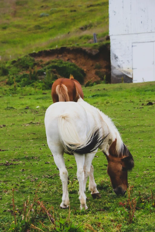 two horses standing in a field eating grass