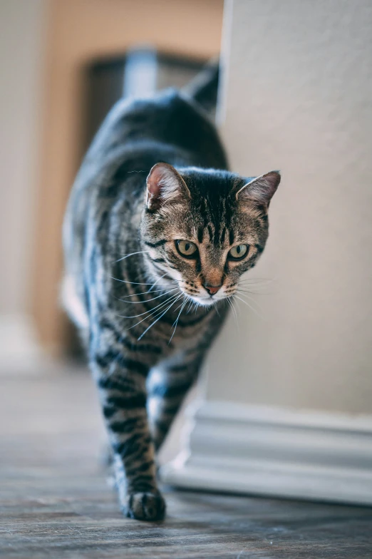 a gray black and white striped cat walking along