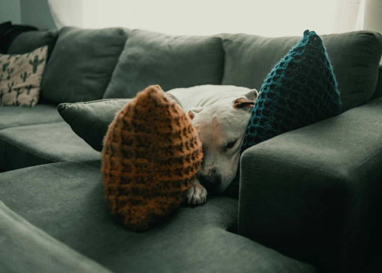 a small dog curled up sleeping on a couch