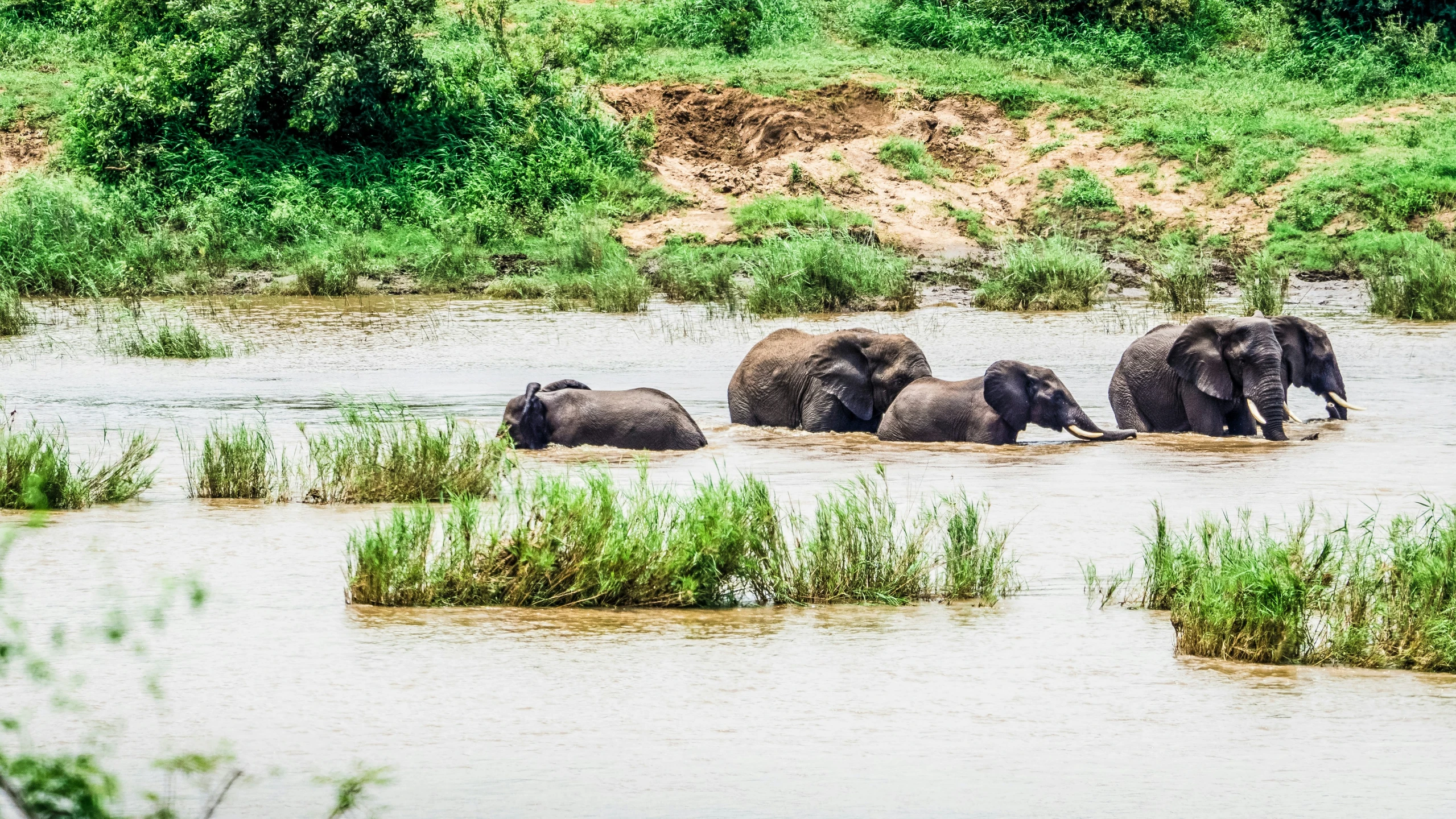 three adult elephants and three baby elephants wading in water