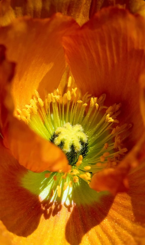 a yellow flower that has been opened and is blooming