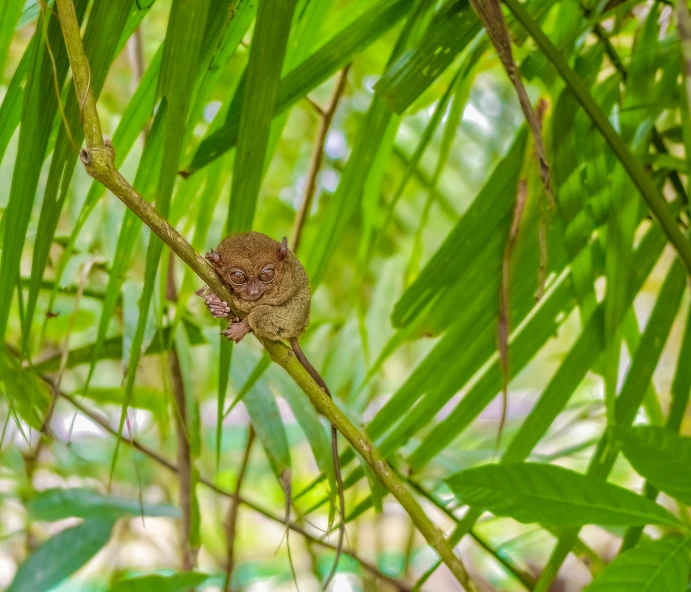 a small lizard is in the tree looking back