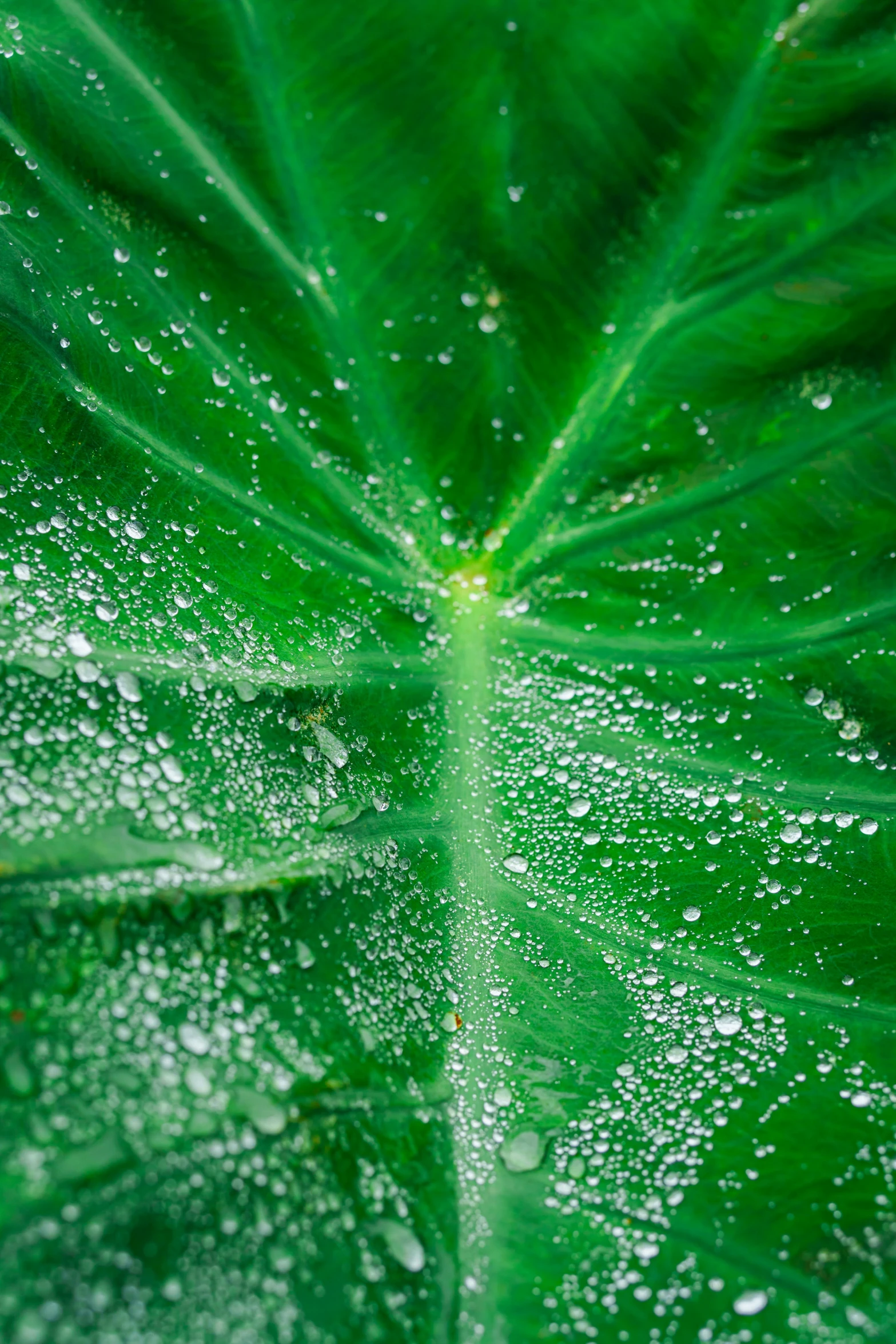 a green leaf with water drops on it