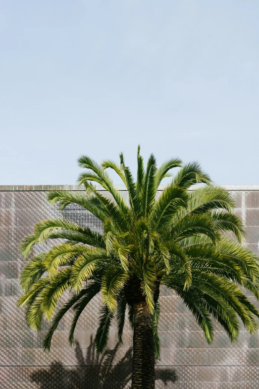 a palm tree near a wall with mesh fencing behind