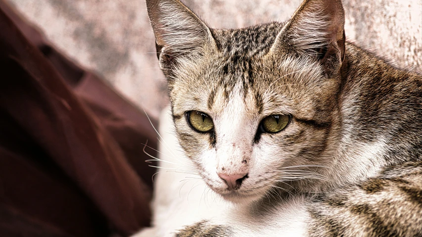 a cat rests his head on the pillow and looks away