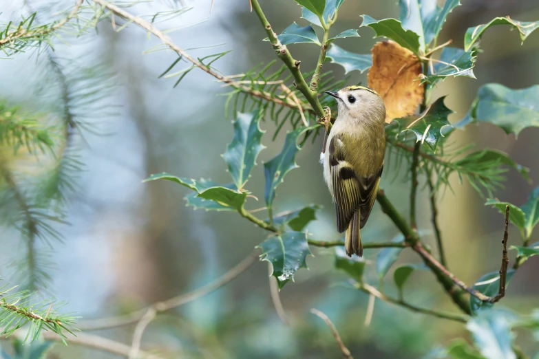 there is a small bird perched on a tree nch