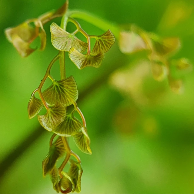 a plant that is hanging off a nch