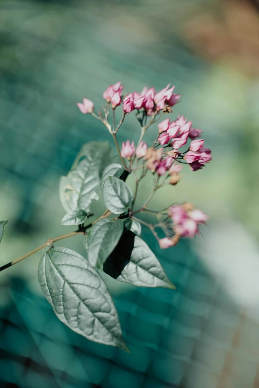 some pretty flowers are growing through the bars