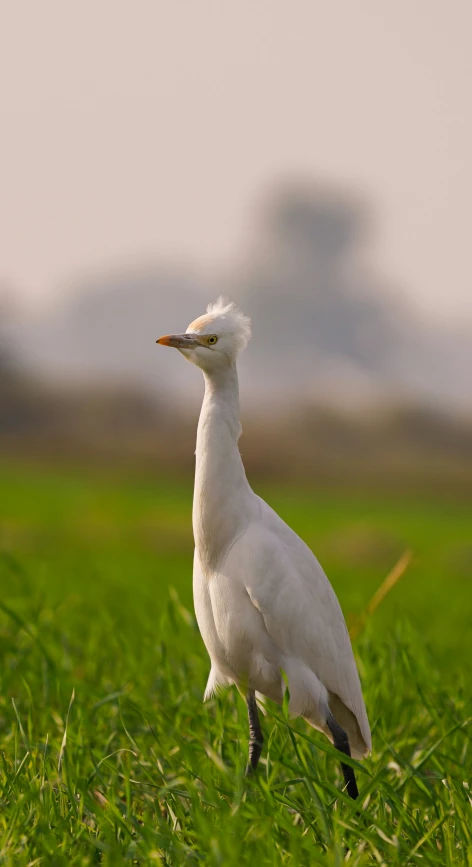 a small white bird with a long beak