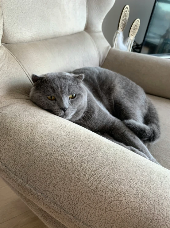 a grey cat laying on top of a gray couch