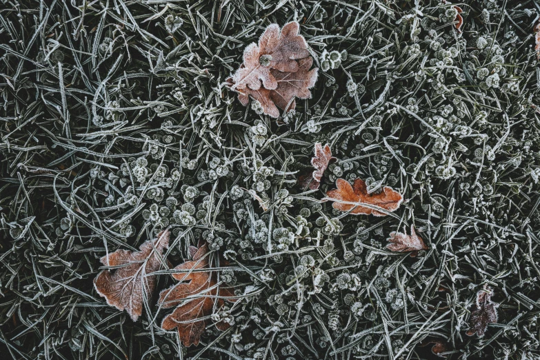 a bunch of frosted leaves on some grass