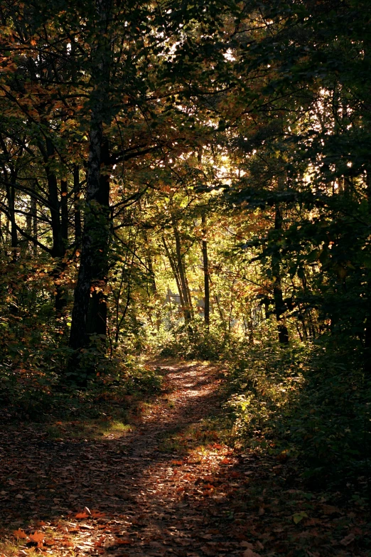a path through a grove of trees in the fall
