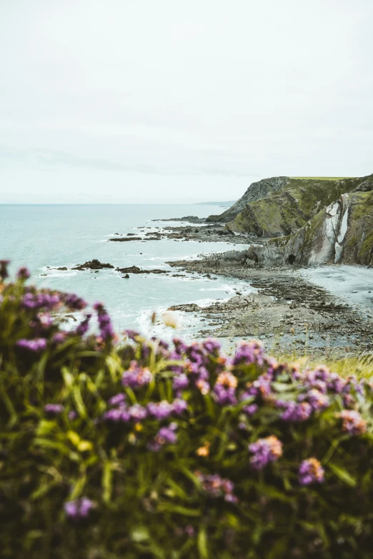 purple flowers are near the water next to the beach