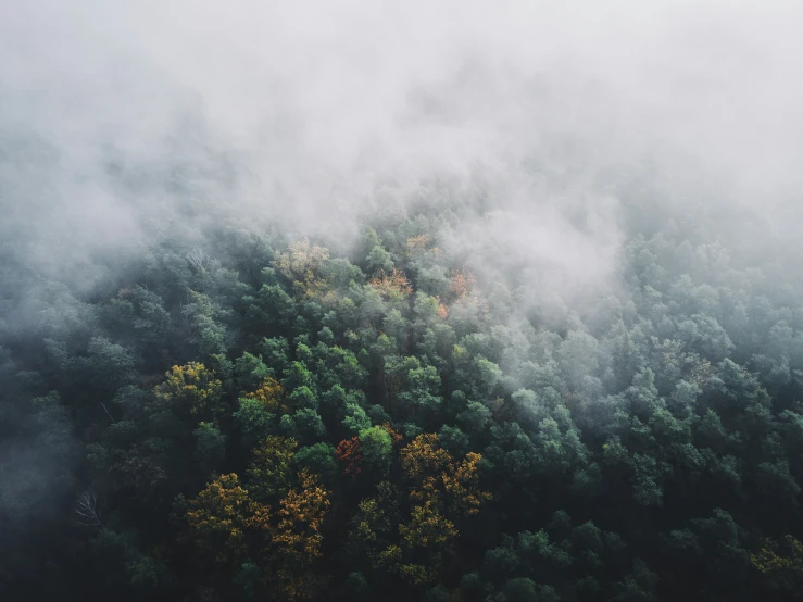 the top part of the trees in the fog