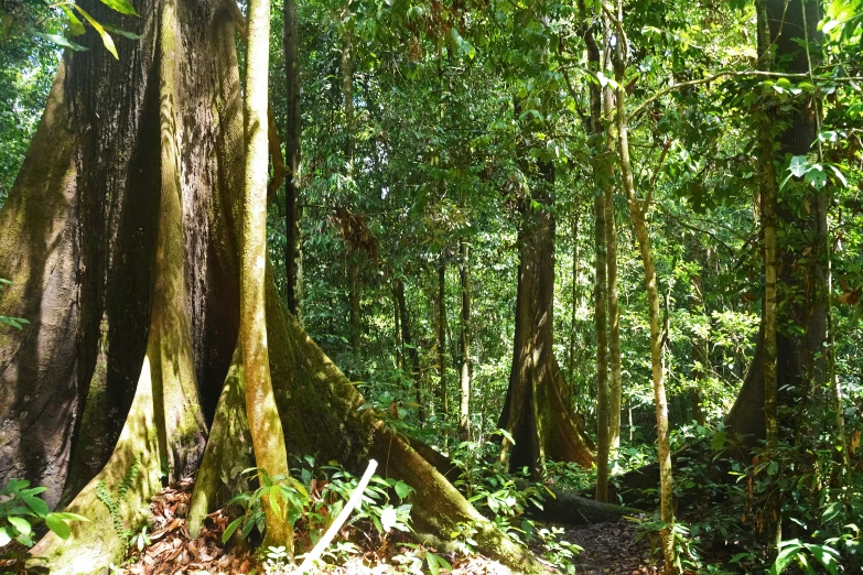 some trees standing in the middle of a forest