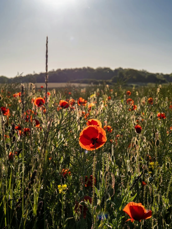 the sun shines on red flowers in a field