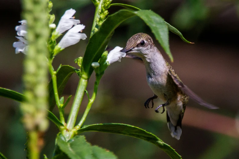 a hummingbird perched on top of a white flower