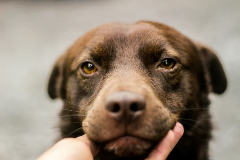 a brown dog looking on while holding his hand out to it