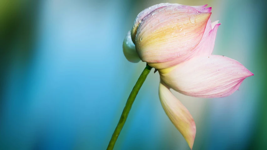 a single pink tulip is in the background and it has water droplets on its petals