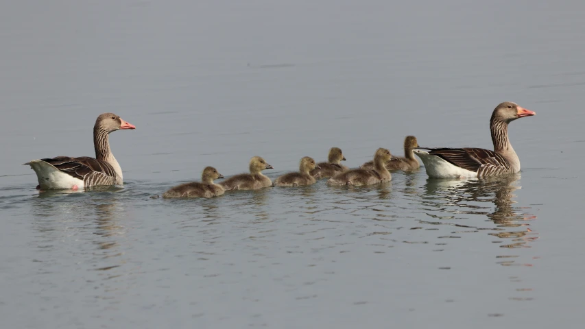 five ducks are in the water and are small